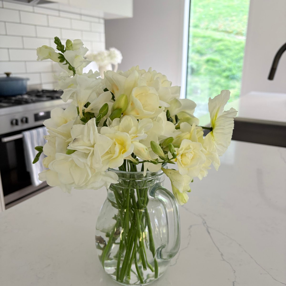 Freesia - Vienna Plants