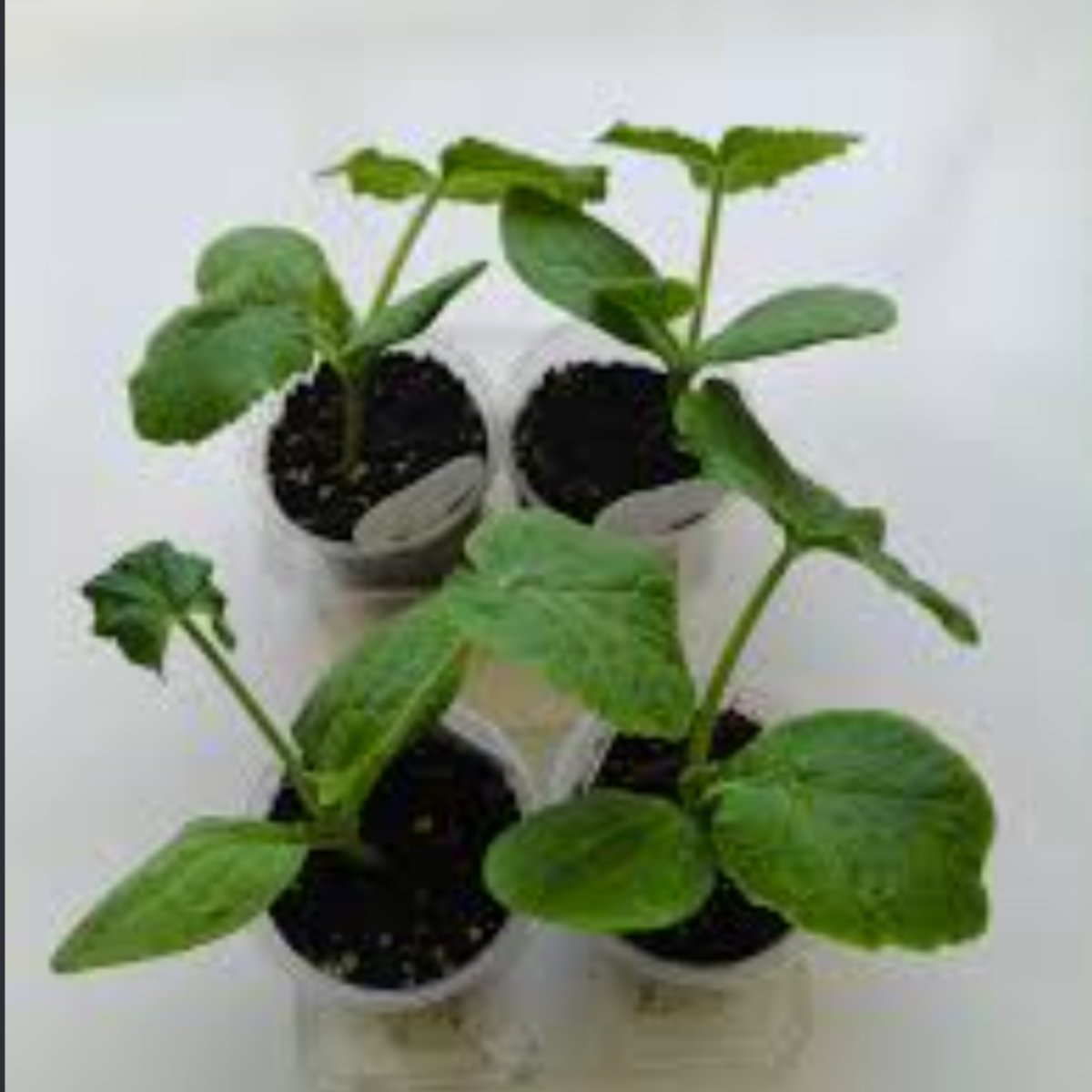 Crown Pumpkin seedlings